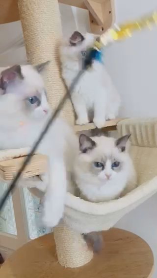 Top Quality European Line Ragdoll in London