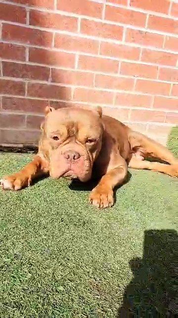 Pocket American Bully in Bristol