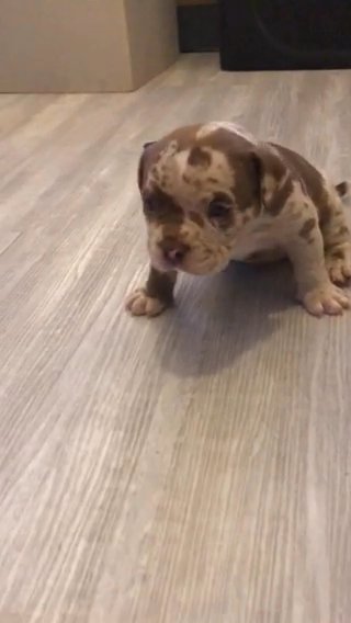 POCKET BULLY PUPPY in Bromsgrove Worcestershire