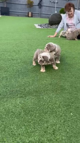 English Bulldogs in Rugby