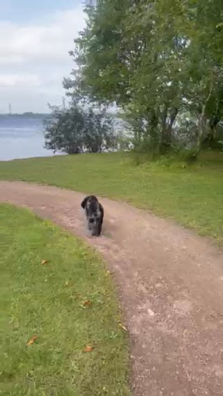 Miniature Poodle in Solihull