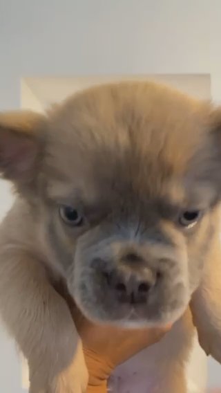 Tan Visual Fluffy French Bulldog in Nottingham