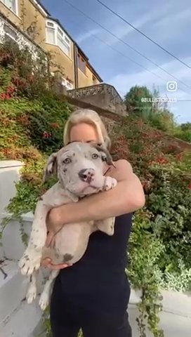Blue Merle Female in Merthyr Tydfil