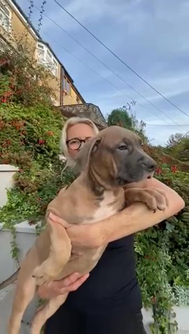Fawn Masked Female in Merthyr Tydfil