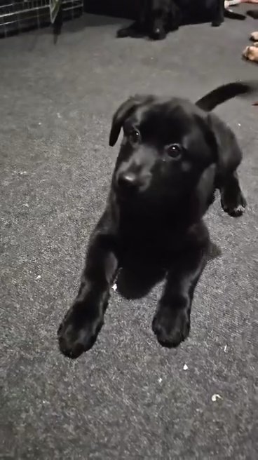 labsky pup female in South Ribble
