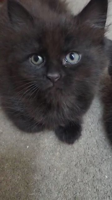 kittens in London