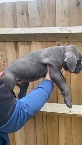 Cane Corso Top Quality Show Level in Hampshire