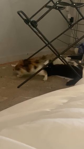 Kitten in Leicester