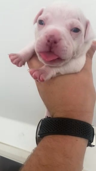 Cowboyxghost Micro bully Litter ?? in Liverpool