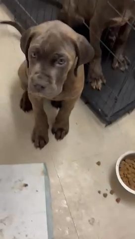 Cane Corso Cerebus Top Dna in London
