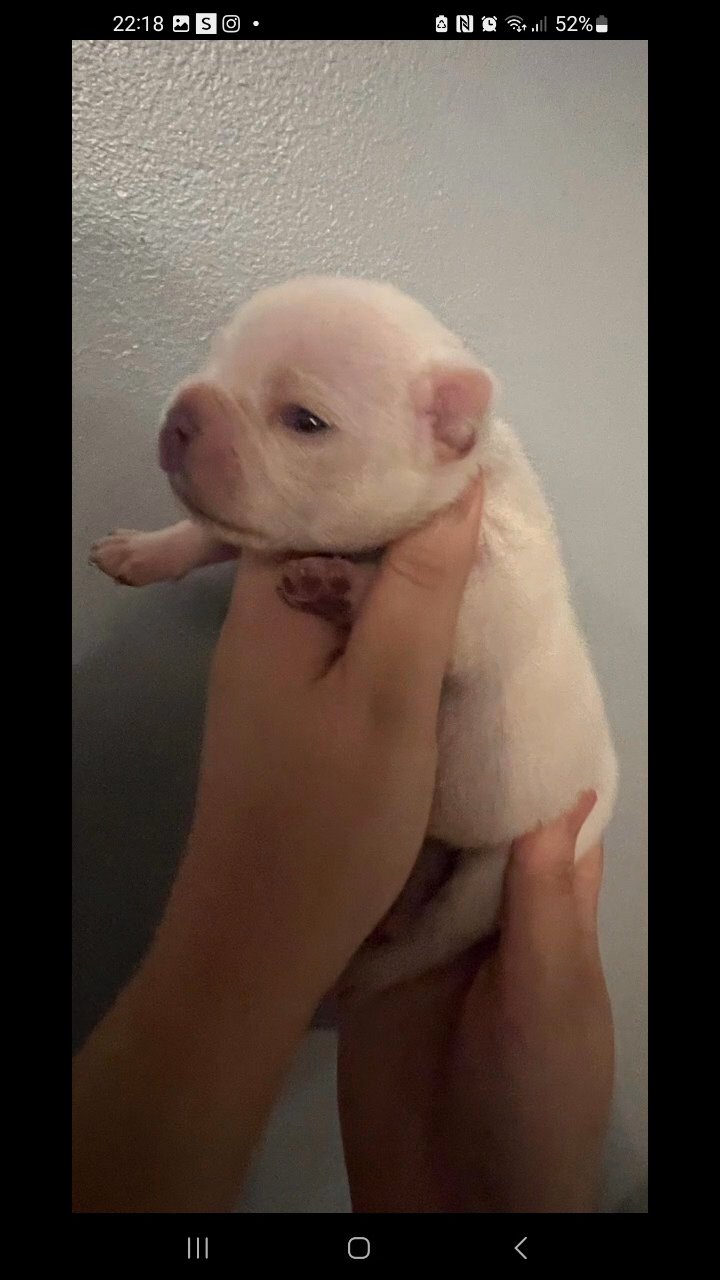 french bulldogs ALL NOW RESERVED in Leeds