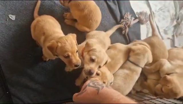10 golden labrador retrievers for sale ready 27th OCTOBER in Christchurch