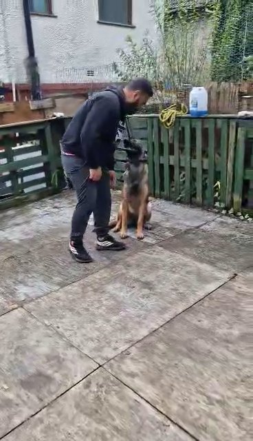 german shepherd mix belgian malinois in Sheffield