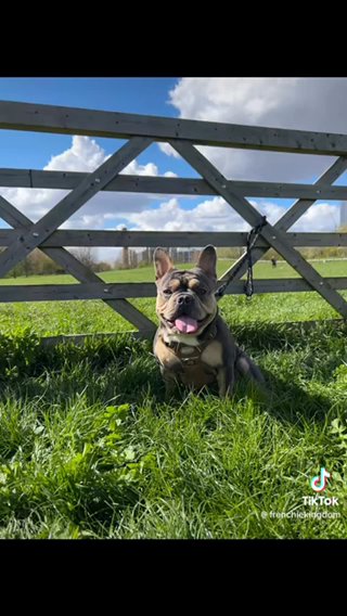 Frenchie Kingdom Hugo Now Working?? in London
