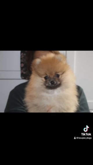 POMERANIANS KC in London
