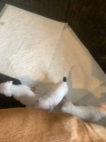 American Bull staffy in Nottingham