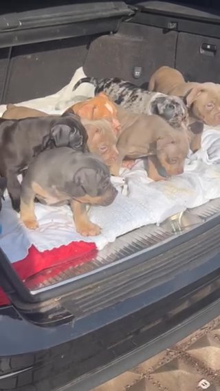 Last Pocket Bully Boy For Sale in London