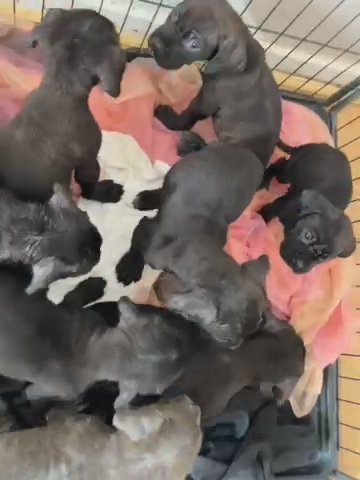 6 Female Cane Corso Puppies ICCF 📝 in Manchester