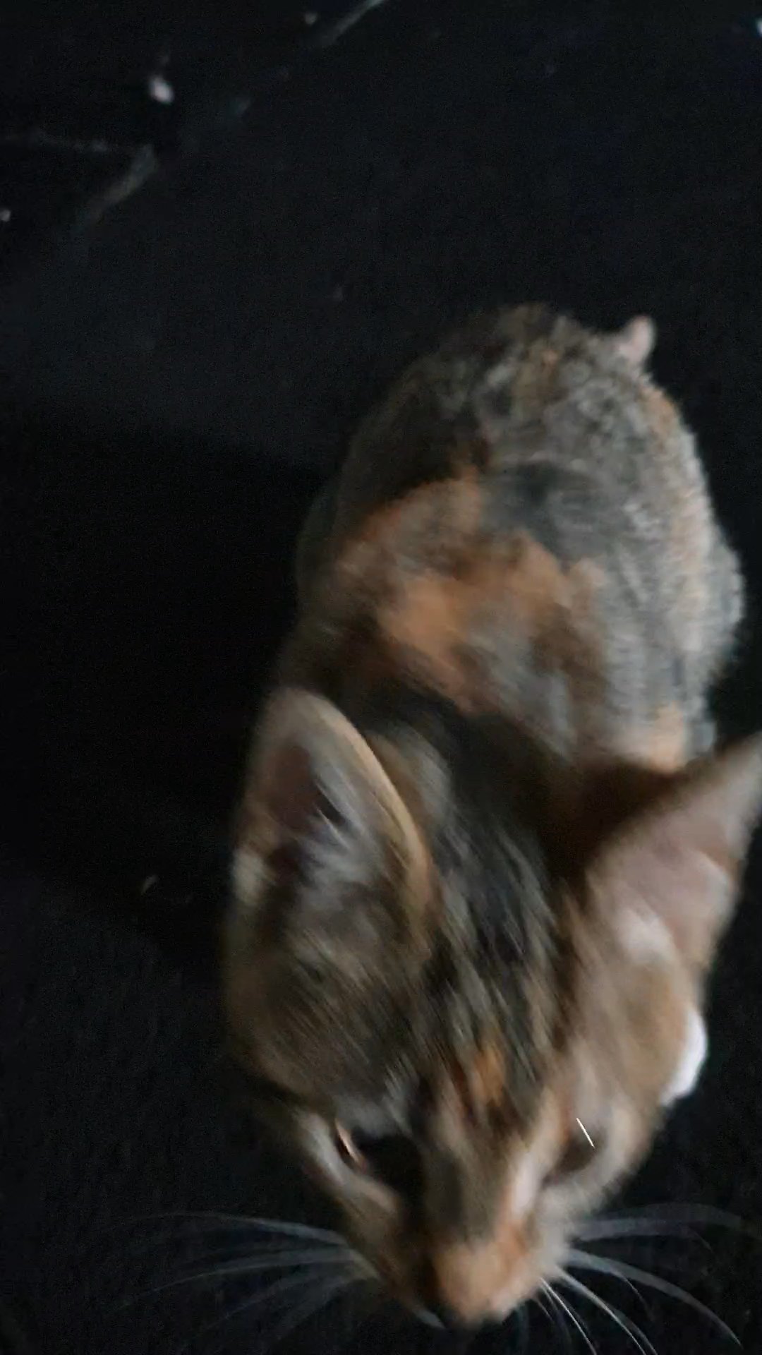 kitten for sale in Bradford