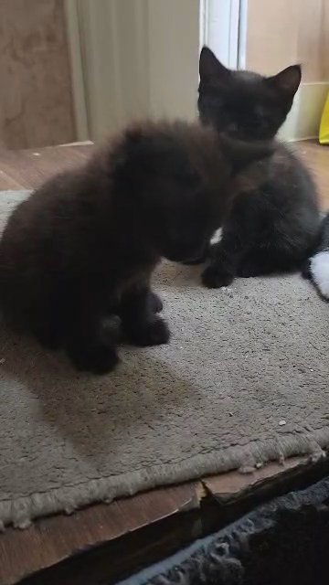 kittens in London