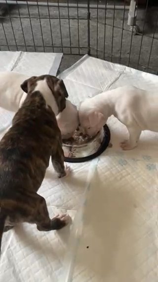 American Bull Staffordshires in Nottingham