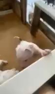American Bull Staffordshires in Nottingham