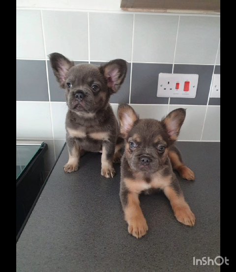 Full fluffy frenchie's in Flintshire