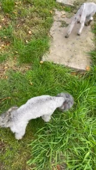 Silver Kc Male Toy Poodle in Solihull