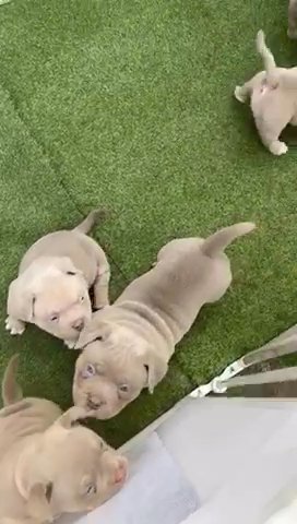 Pocket/Micro American Bully For Sale in London