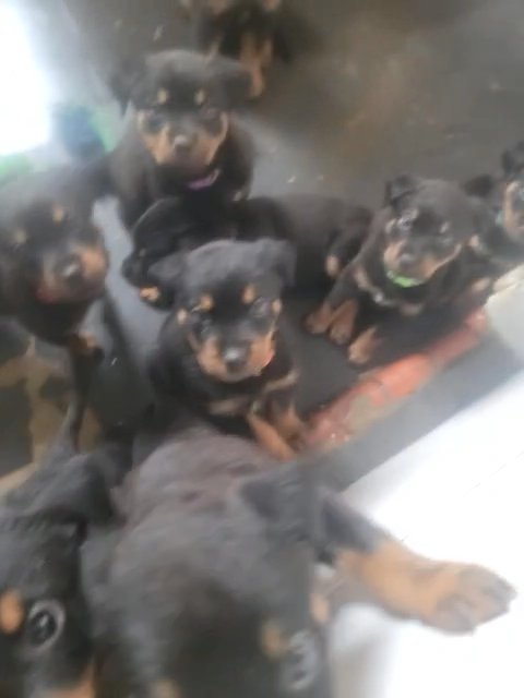 Stunning Rottweiler Puppies in Manchester