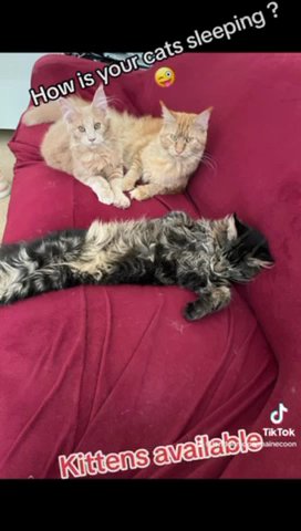 Maine Coon Kittens Available in London