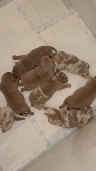 Price Reduced Lilac Tri Merle Pocket Bully in Erewash