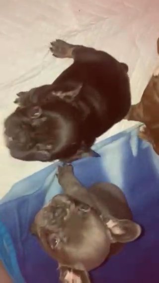 French Bulldog Pups Rare Rojo Lilac Black And Tan in Nottingham