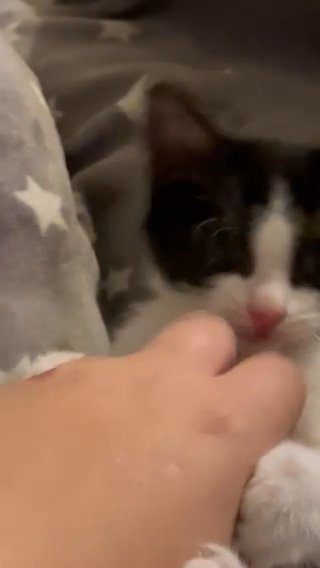 Beautiful Female Kitten in Liverpool