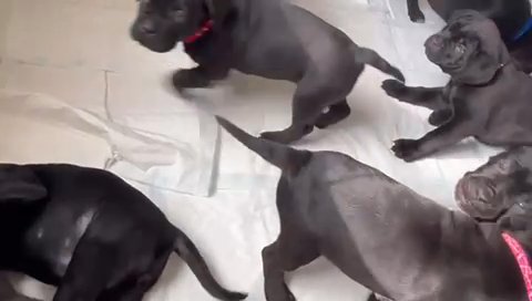 Black Cane Corso Pups in Salford