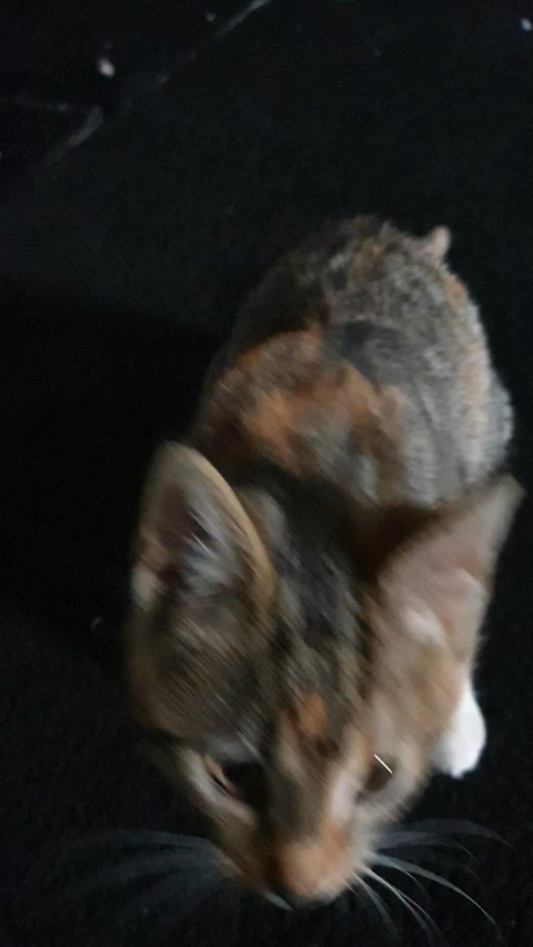 kitten for sale in Bradford