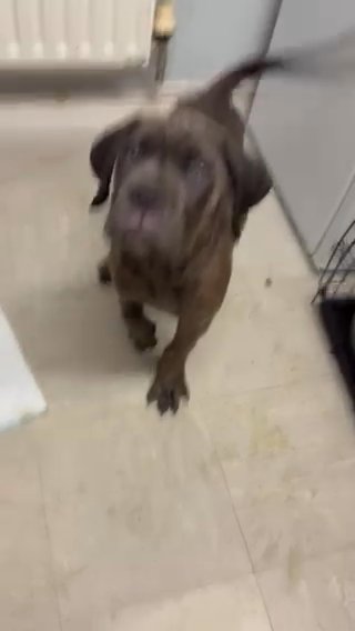 Cane Corso Top Quality Female in London