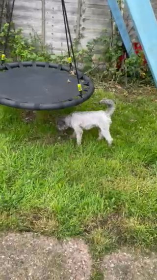 Silver Kc Reg Toy Poodle in Cannock Chase