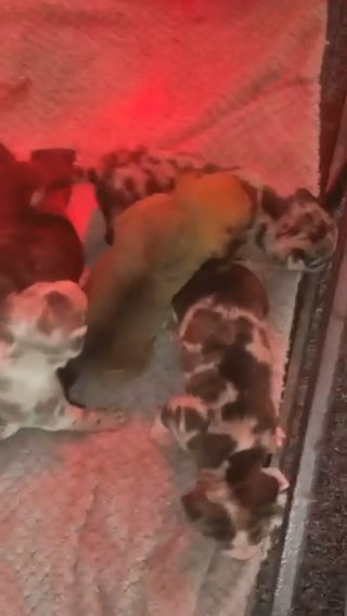 Pocket Bully LAST FEMALE!!! in Leeds