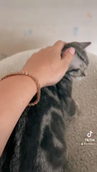 British Shorthair Kittens ? in London