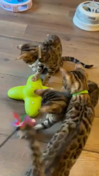 TICA Registered Loving Bengal Kittens in Blackburn