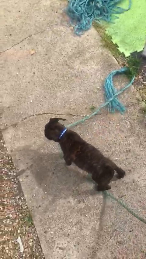 cane corso german shepard mix in Barking and Dagenham