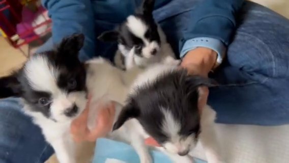 KC Registered Papillon Female Puppies in Aylesbury Vale