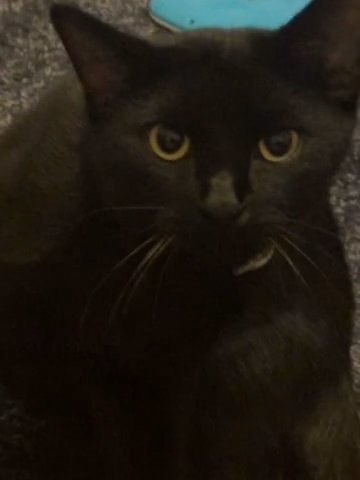 Cats in Northampton