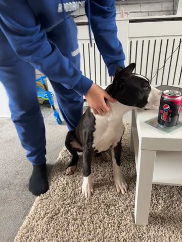 6 Month Old Male American Staffy in Bracknell Forest