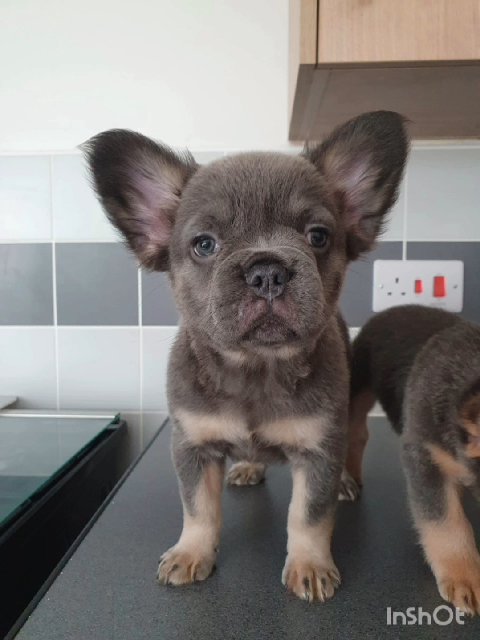 fluffy frenchie's in Flintshire