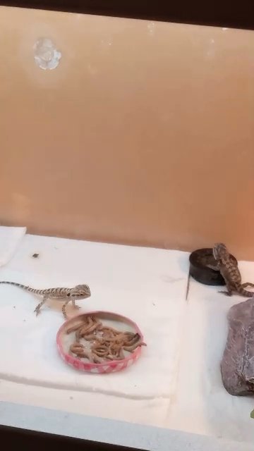 Beautiful baby bearded dragons in Sheffield