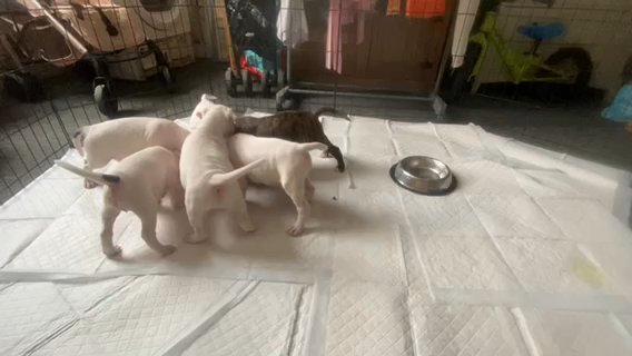 American Staffordshire Bull Terriers in Nottingham
