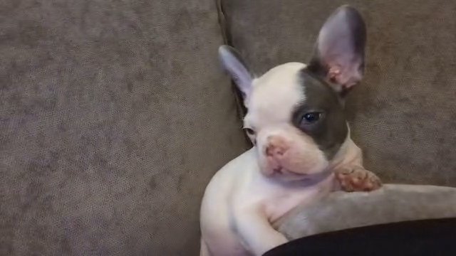 French bulldog pup in Barnsley