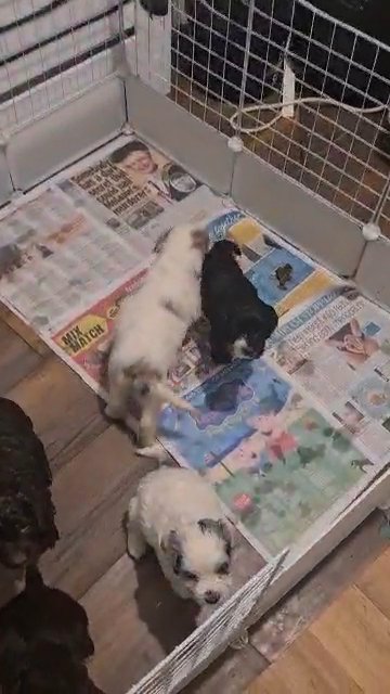 cockapoo puppies ready in 4 weeks in Wirral